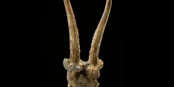 Rare deer skull headdress discovered in Germany highlights exchange between hunter-gatherers and Europe's first farmers