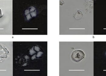 Scientists reveal diet of early Neolithic farmers in Scandinavia: water and gruel, not bread