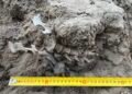 1,000-year-old dingo burial in Australia reveals deep ties between Barkindji people and dingoes
