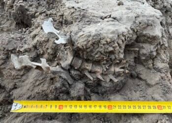 1,000-year-old dingo burial in Australia reveals deep ties between Barkindji people and dingoes