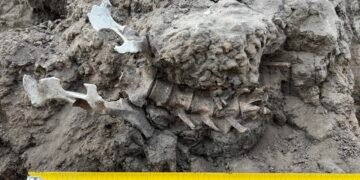 1,000-year-old dingo burial in Australia reveals deep ties between Barkindji people and dingoes