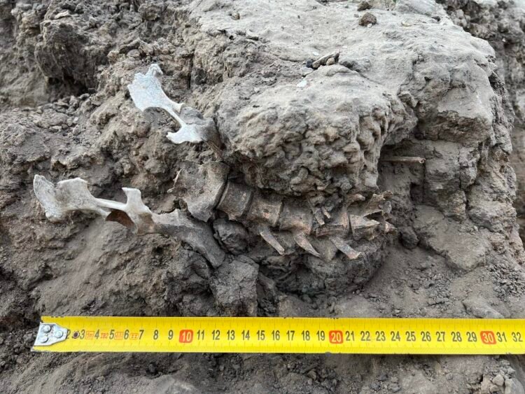 1,000-year-old dingo burial in Australia reveals deep ties between Barkindji people and dingoes