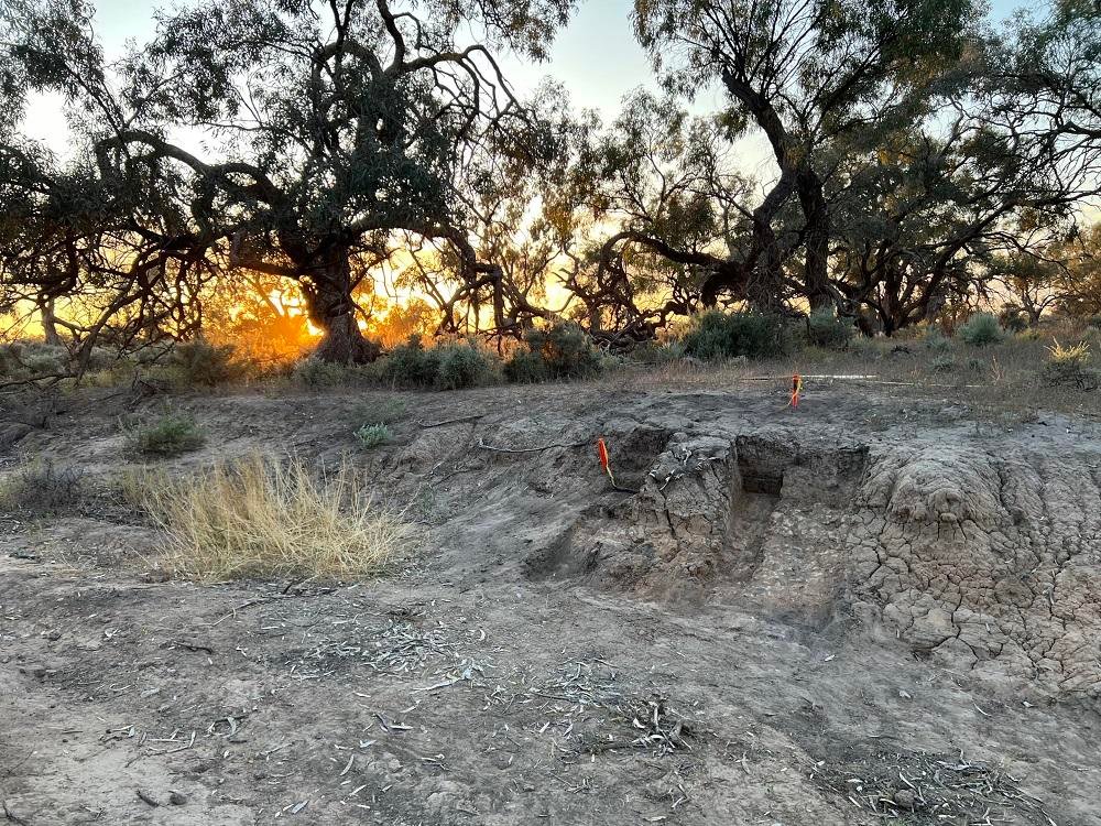 1,000-year-old dingo burial in Australia reveals deep ties between Barkindji people and dingoes