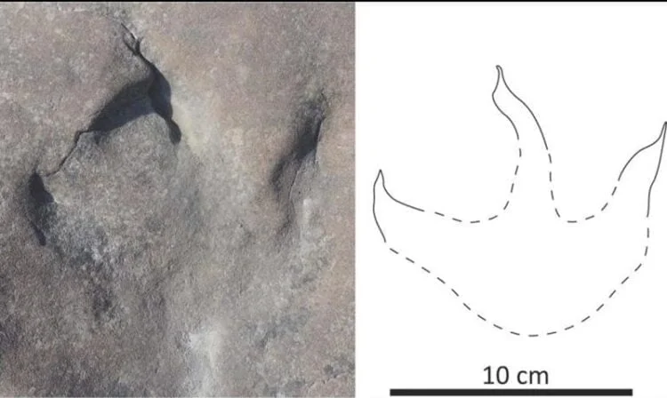 Dinosaur tracks in Alaska reveal a lush and wet environment