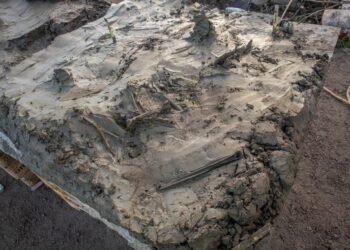 5,000-year-old dog skeleton and dagger buried in a Swedish bog reveal Stone Age ritual practices among fishing communities