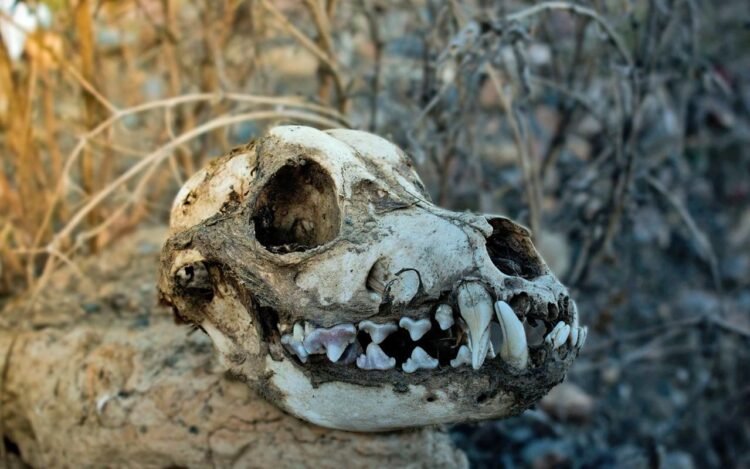 Study finds dog meat was consumed at Iron Age feasts in ancient Bulgaria