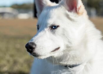 Genetic study shows dogs traveled with humans across Eurasia for 11,000 years