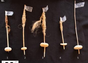 12,000-year-old stones may be early evidence of the wheel