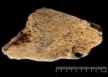 480,000-year-old elephant bone tool from Boxgrove is Europe’s oldest known prehistoric retoucher
