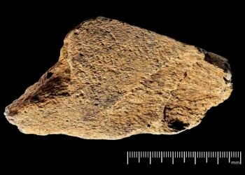480,000-year-old elephant bone tool from Boxgrove is Europe’s oldest known prehistoric retoucher