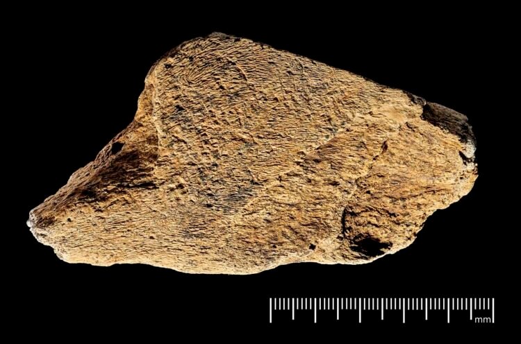 480,000-year-old elephant bone tool from Boxgrove is Europe’s oldest known prehistoric retoucher