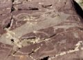 Ancient elk petroglyphs in Mongolia show 12,000-year shift from realism to wolf-like symbols