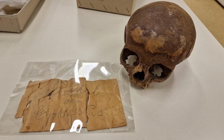 "Study reveals Ephesos skull is not Cleopatra’s sister, but that of an 11-year-old boy."