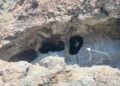 Earliest evidence of cereal harvesting by ancient Canarians discovered in Gran Canaria
