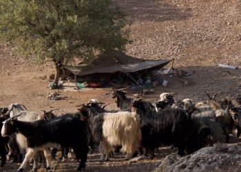 9,000-year-old evidence of dairy use discovered in Iran’s Zagros Mountains
