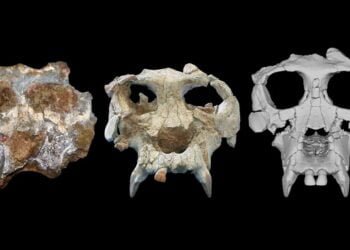 Scientists digitally reconstruct skull of a 12 million-year-old great ape