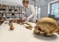 Ancient DNA study rewrites fall of Rome, reveals small migrations shaped Central Europe