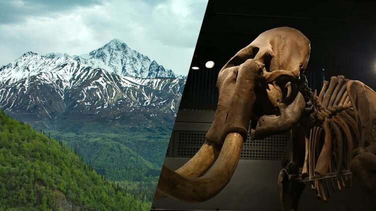 14,000-year-old Alaska campsite helps trace how the first people arrived in North America