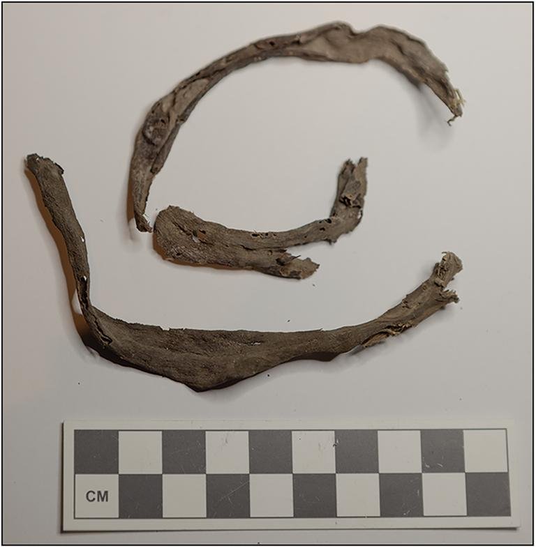 Hidden foodstuffs found under 19th-century Australian colonial institution