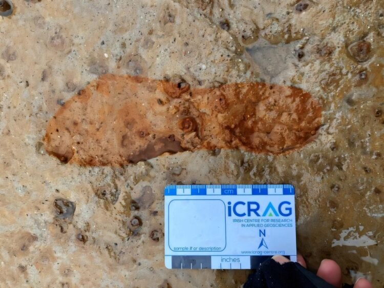 2,000-year-old human and animal footprints discovered at Lunan Bay, Scotland