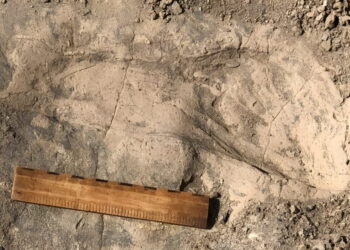 1.4-million-year-old footprints in Kenya suggest Paranthropus boisei was far larger than thought
