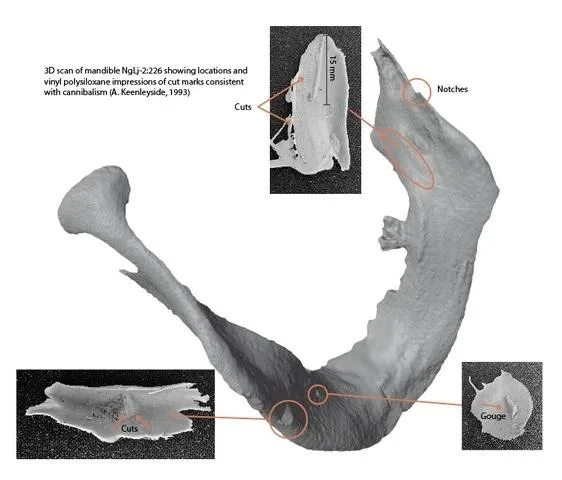 DNA reveals identity of Franklin expedition officer; remains show signs of cannibalism