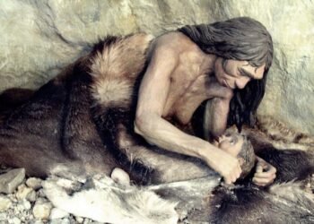 Genetic incompatibility between Homo sapiens and Neanderthals may have contributed to Neanderthal extinction