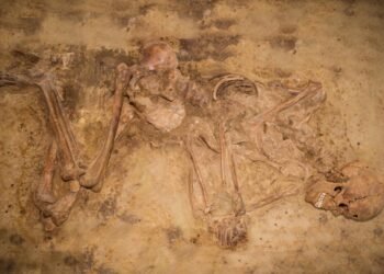 DNA study reveals 3,000 years of genetic stability in Europe’s Low Countries before Bell Beaker expansion