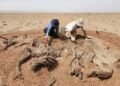 Secrets of the mysterious Gobi wall revealed: archaeologists uncover imperial purpose behind 200-mile structure