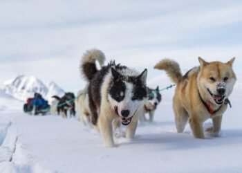 Greenland’s sled dog DNA reveals Inuit migration happened earlier than believed