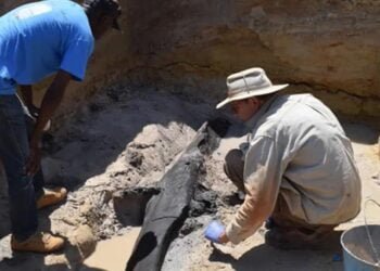 Archaeologists discover half-a-million-year-old wooden structure in Zambia
