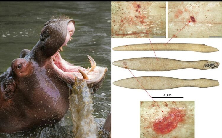 Oldest hippopotamus ivory object unearthed in Iberian Peninsula reveals Copper Age trade