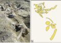 Ancient hominins in Italy butchered elephants 400,000 years ago and turned their bones into tools