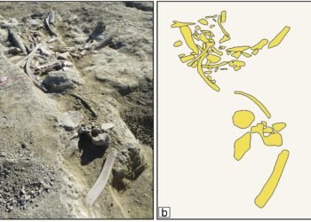 Ancient hominins in Italy butchered elephants 400,000 years ago and turned their bones into tools