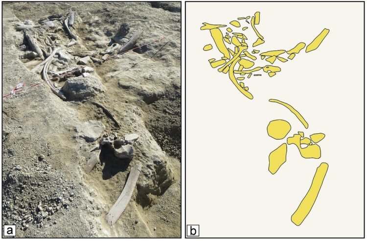 Ancient hominins in Italy butchered elephants 400,000 years ago and turned their bones into tools