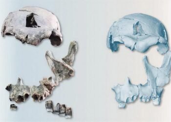 1.5-million-year-old Homo erectus fossil reveals diversity and early migrations of ancient human ancestors