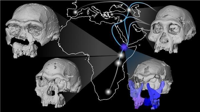 1.5-million-year-old Homo erectus fossil reveals diversity and early migrations of ancient human ancestors