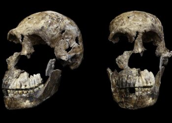 Study suggests all Homo naledi skeletons from South African cave are female