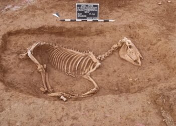 Roman horse cemetery with rare burial discovered in Stuttgart