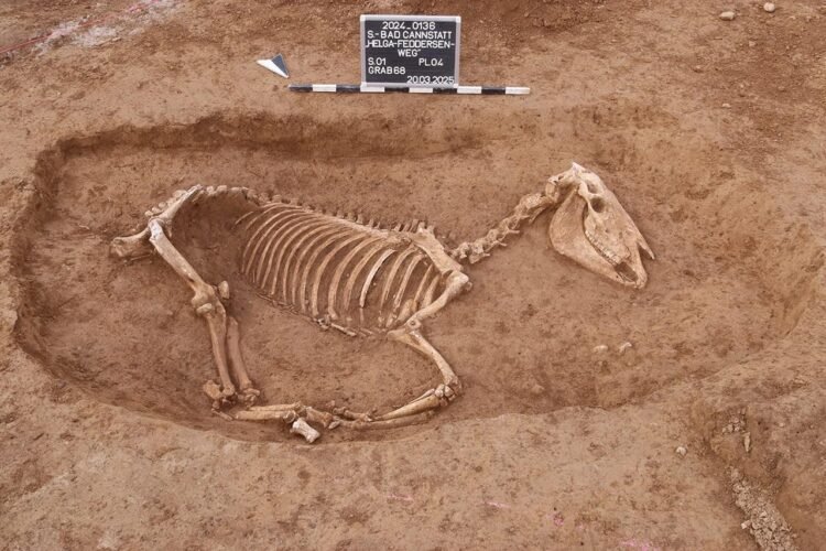 Roman horse cemetery with rare burial discovered in Stuttgart