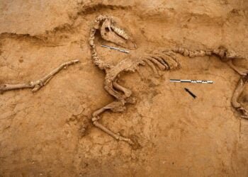 Archaeologists and veterans uncover grim reality of the Battle of Waterloo at Mont-Saint-Jean