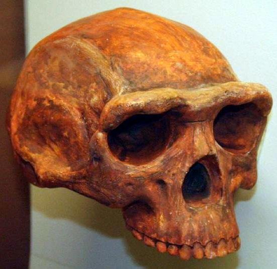 300,000-year-old teeth in China suggest interbreeding between early humans and Homo erectus (Homo erectus, Museum of Natural History, Ann Arbor, Michigan)
