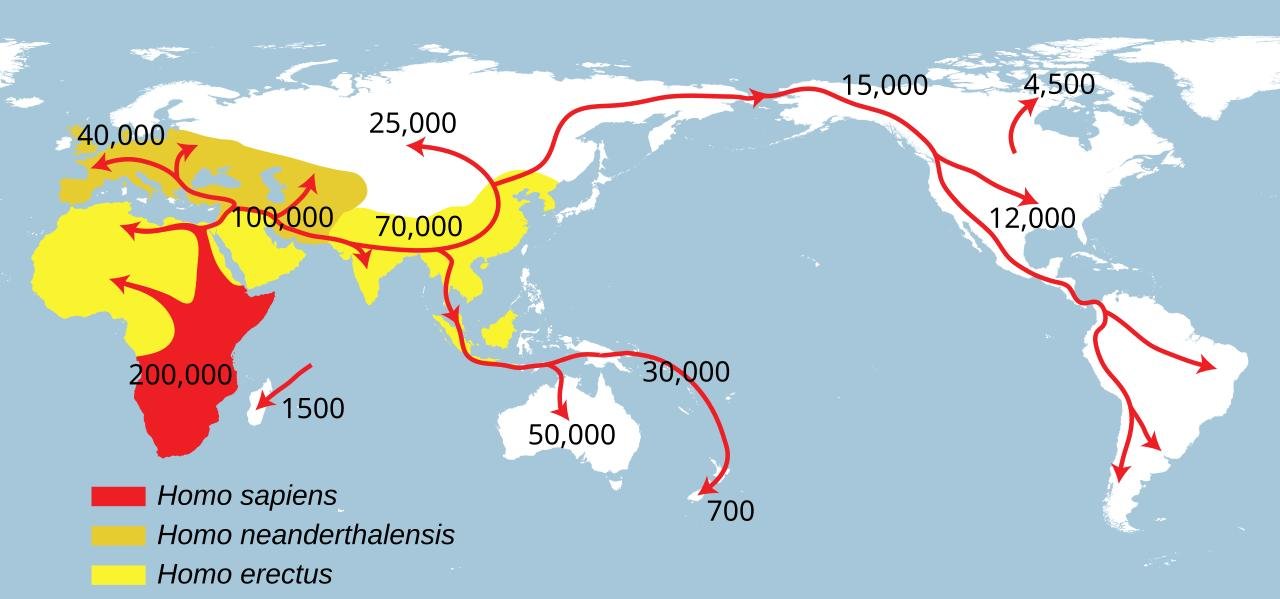 300,000-year-old teeth in China suggest interbreeding between early humans and Homo erectus (Successive dispersals of Homo erectus, Homo neanderthalensis, and Homo sapiens.)
