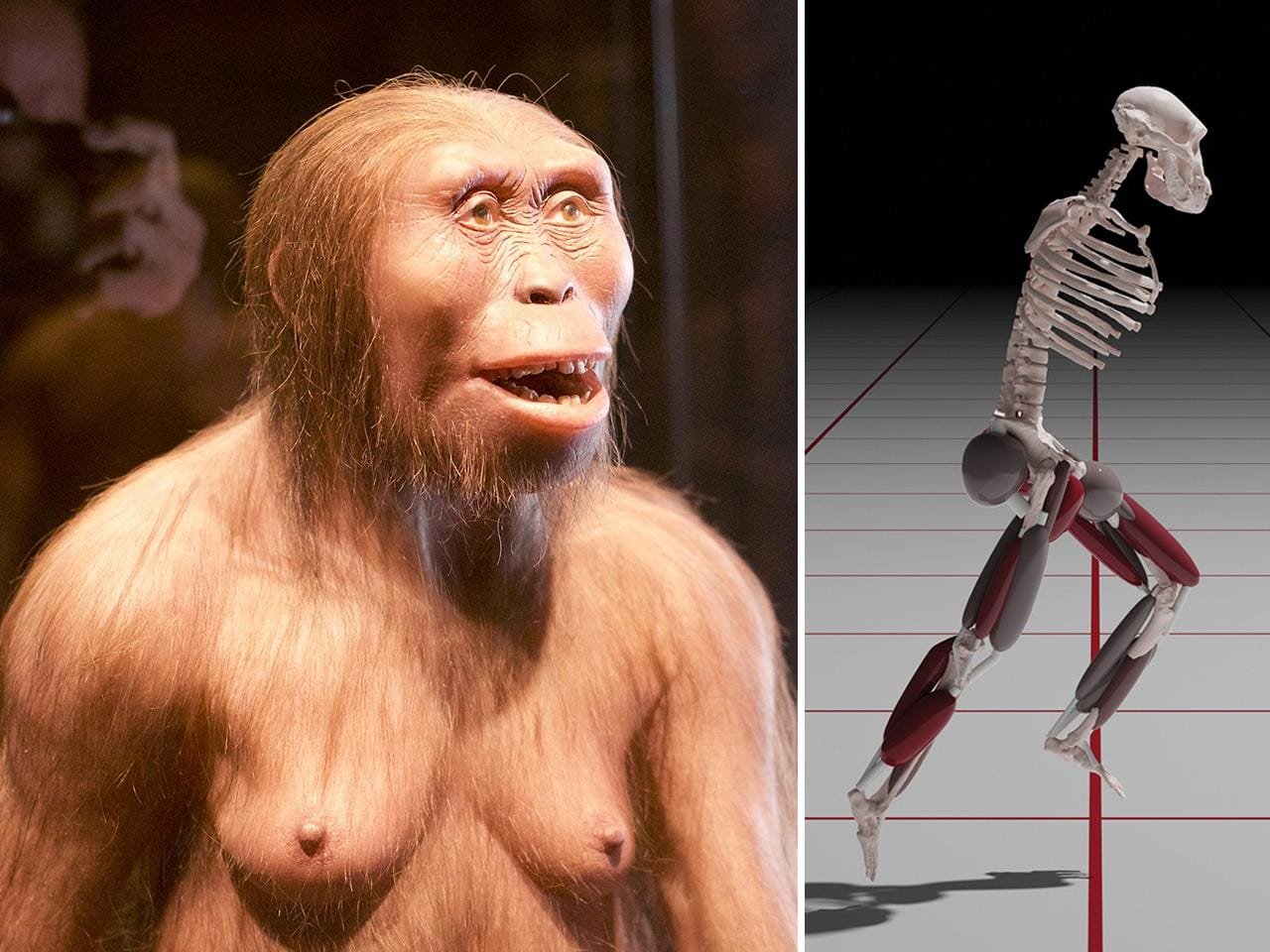 Could Lucy run? New research reveals why early human ancestors have been poor runners