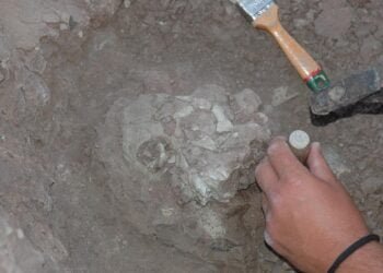 Controversial study claims human and ape ancestors emerged in Europe, not in Africa