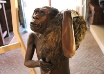 Mystery early human relatives reached Sulawesi over a million years ago, oldest evidence found on ‘hobbit’ island neighbor