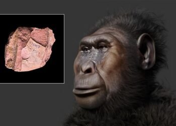 Ancient human relatives transported stones 2.6 million years ago, rewriting human history