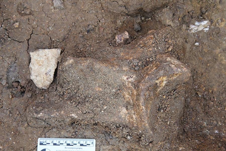 Ancient human relatives transported stones 2.6 million years ago, rewriting human history