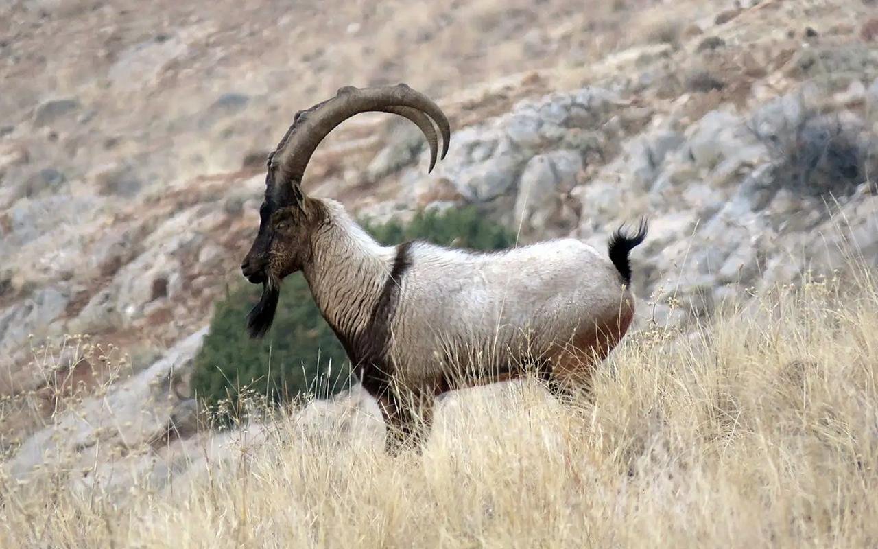 Ibex motifs in the Near East linked to fertility, myth, and celestial symbolism