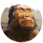 Australopithecus